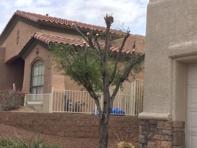 Arizona landscaping